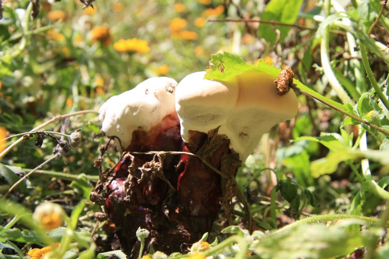 ??? (Ganoderma lucidum)